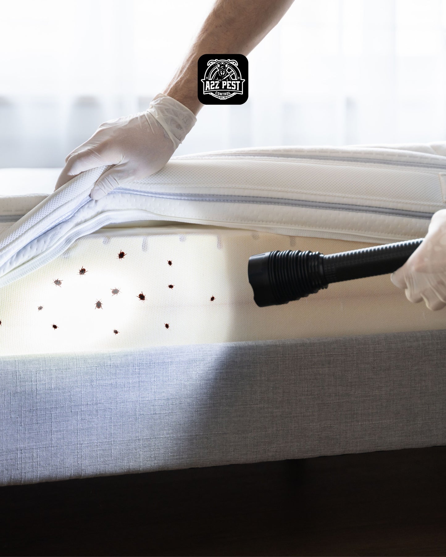 Bed Bug Treatment