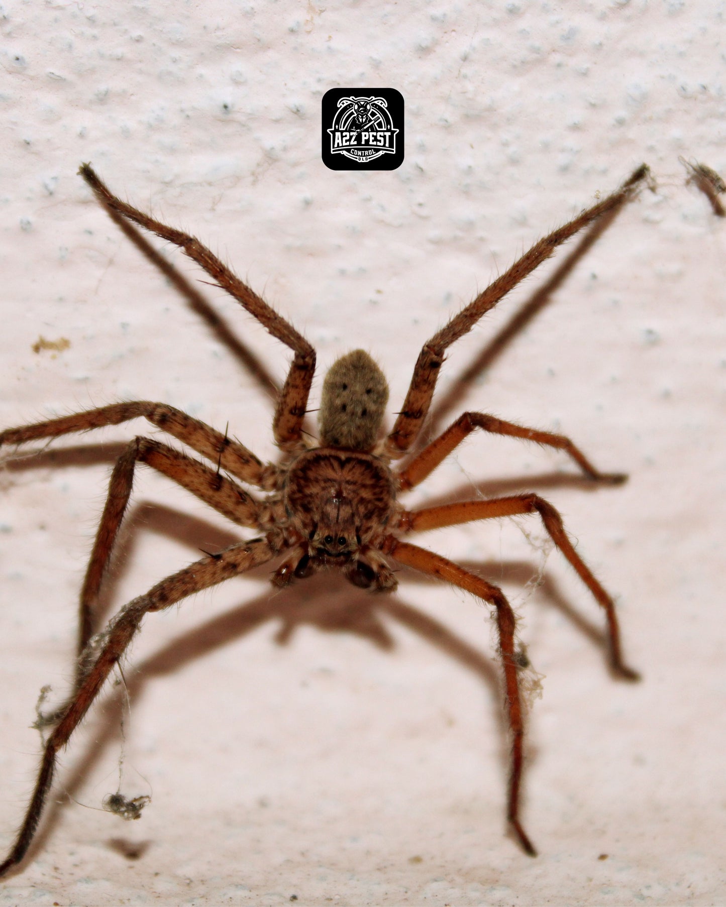 Spiders Treatment