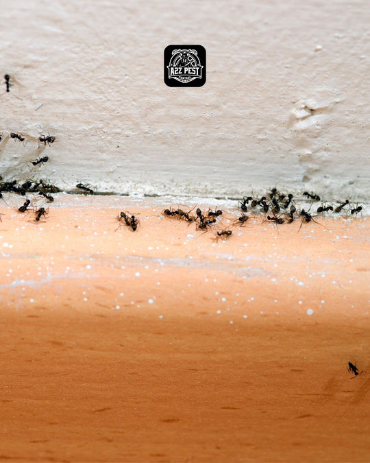 Ant Control