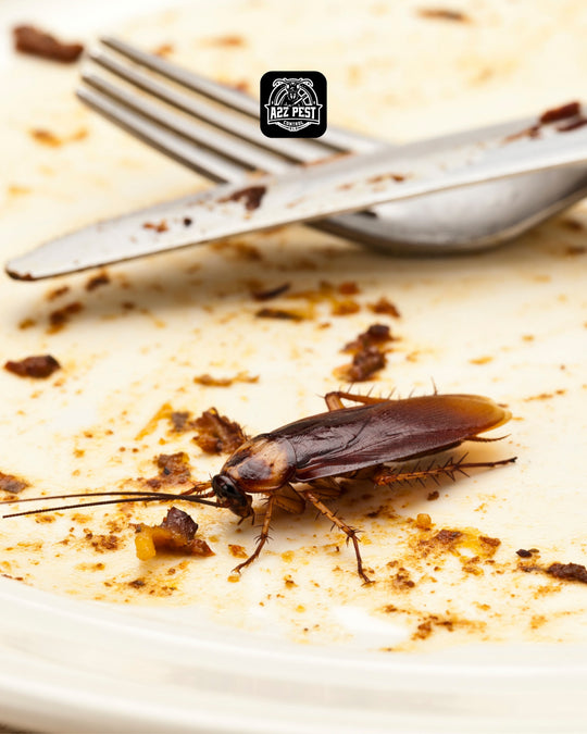 Cockroaches Treatment