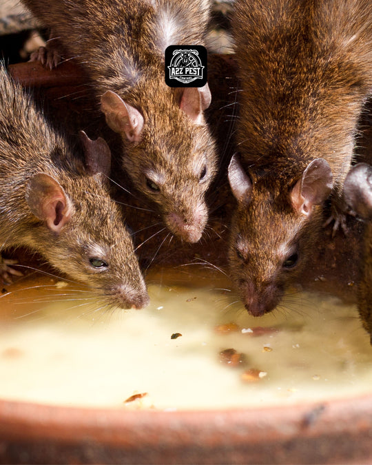 Rodents Control