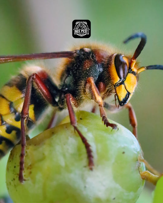 Wasp Treatment